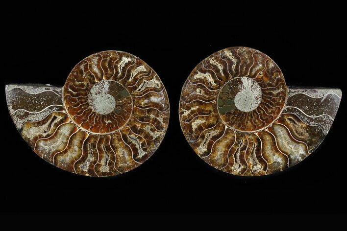 Cut & Polished Ammonite Fossil - Agatized #78374